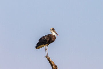 Woolly necked stork sitting on a tree snag