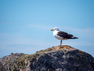 seagull on rock at Jurmo island, Finland
