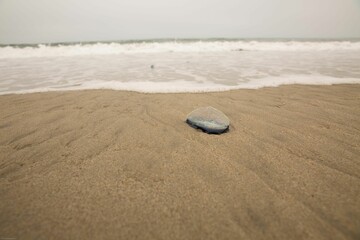 Closeup of a nomad jellyfish (Rhopilema nomadica) washed ashore by the sea waves. © Chat Noir Films/Wirestock Creators