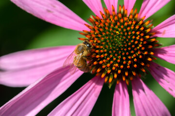 Close Up Of A Isolated Purple Coneflower Flower With A Bee At Amsterdam The Netherlands 17-7-2022