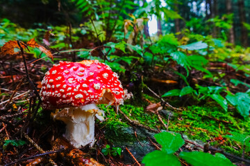 singel wonderful fly agaric mushroom in green forest