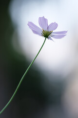 秋の花の代名詞コスモスが風にゆれる