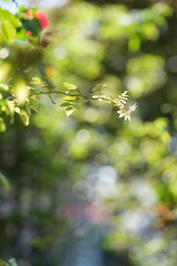 森の中に朝日が差し込み一本の枝葉がキラキラと逆光に輝く。背景は丸ぼけで処理