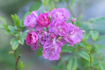 ピンクの優しい色合いの秋ばら。いくつもの花が寄り合い自然なアレンジメントを作る