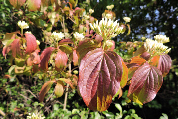 Clusters of white buds and flowers of a bloody dogwood and orange ovate leaves, blurred background