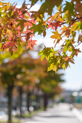 紅葉は始まった秋の散歩道。朝の太陽に照らされてキラキラと輝く。神戸六甲アイランドの１０月末に撮影