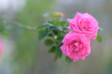 ピンクの優しい色合いの秋ばら。背景をぼかして浮き立たせる。