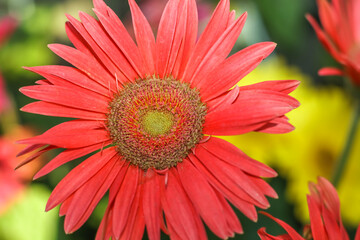 A deep chestnut barberton daisy . Frontal view . Close up