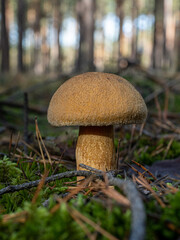 Pilz