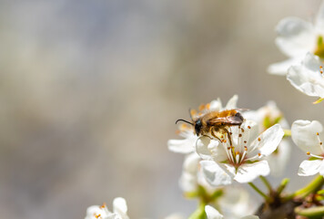 Bee on a flower of the white cherry blossoms. White flowers bloom in the trees. Spring landscape...