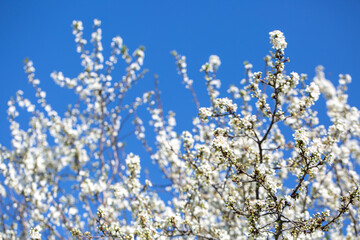 White flowers bloom in the trees. Spring landscape with blooming sakura tree. Beautiful blooming garden on a sunny day. Copy space for text.