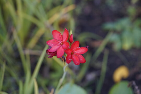 Hesperantha coccinea, the river lily, or crimson flag lily (syn. Schizostylis coccinea Backh. + Harv.), is a species of flowering plant in the iris family Iridaceae.