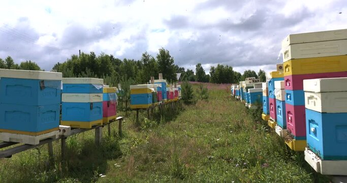 Bee hives. Close-up of flying bees