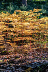 waterfall in autumn forest