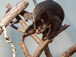 Affe
