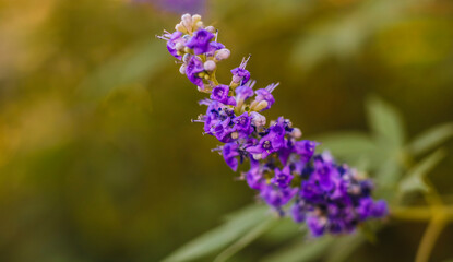 Chaste tree . Single bloom . Close up
