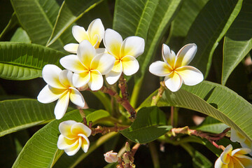 In the Baha'i Garden, in Haifa, Plumeria or Frangipani blossoms and smells delicately. This plant comes from the New World - America.