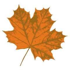 Orange maple leaf on a white background. isolated object. Vector. Element of nature.