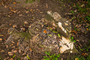 mushroom on an old tree trunk