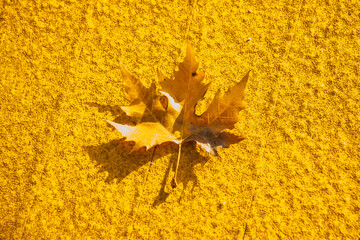 autumnal colored maple leaf on a yellow street floor
