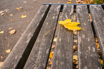 autumnal painted maple leaf on a park bench