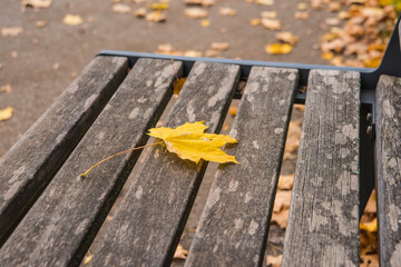 autumnal painted maple leaf on a park bench
