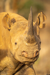 Close-up of black rhino walking towards camera