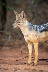 Close-up of black-backed jackal standing on track