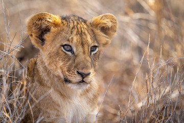 Close-up of lion cub lying in grass