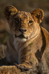 Close-up of lion cub lying with catchlight