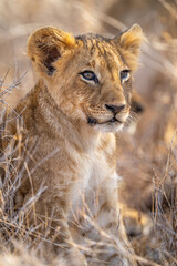 Fototapeta na wymiar Close-up of lion cub sitting looking right