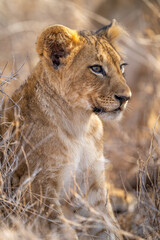 Close-up of lion cub sitting staring right