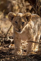 Close-up of lion cub standing in bushes