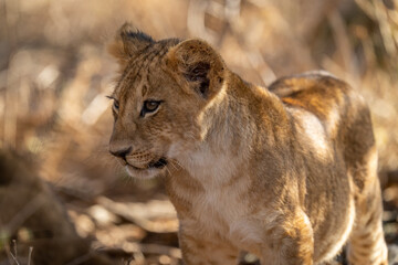 Obraz na płótnie Canvas Close-up of lion cub staring into distance