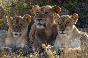 Fototapeta na wymiar Close-up of lion lying by dozing lionesses