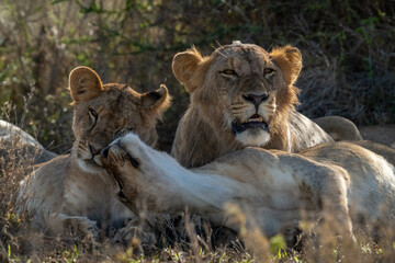 Close-up of lion lying beside nuzzling lionesses