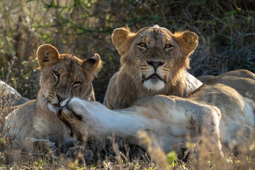 Close-up of lion lying by nuzzling lionesses