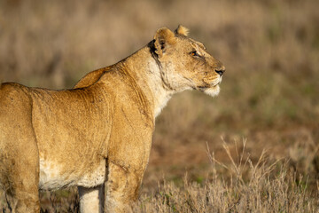 Close-up of lioness looking out over savannah