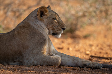 Close-up of lioness lying sleepily in shade