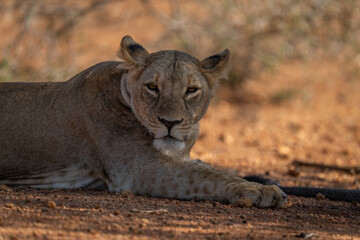Close-up of lioness lying staring in shade