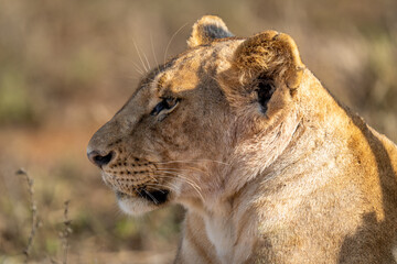 Close-up of lioness lying with blurred background