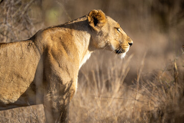 Close-up of lioness standing in tall grass