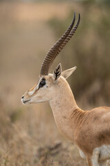 Close-up of male Grant gazelle in profile