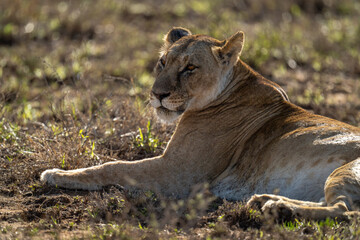 Fototapeta na wymiar Close-up of lioness lying in sunlit grass