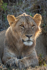 Close-up of male lion lying beside bush