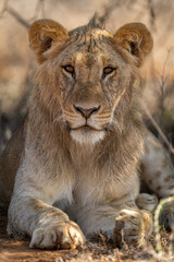 Obraz na płótnie Canvas Close-up of male lion lying down sleepily