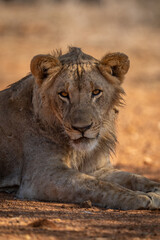 Fototapeta na wymiar Close-up of male lion lying eyeing camera
