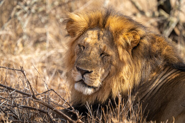Fototapeta na wymiar Close-up of male lion lying eyes closed