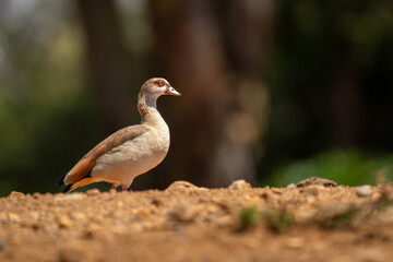 Egyptian goose in profile on stony ground