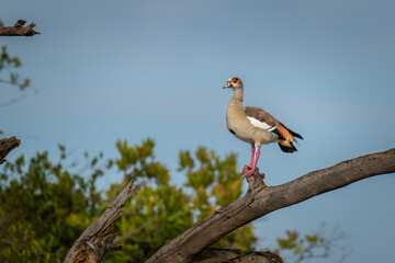 Egyptian goose in sunshine on dead branch